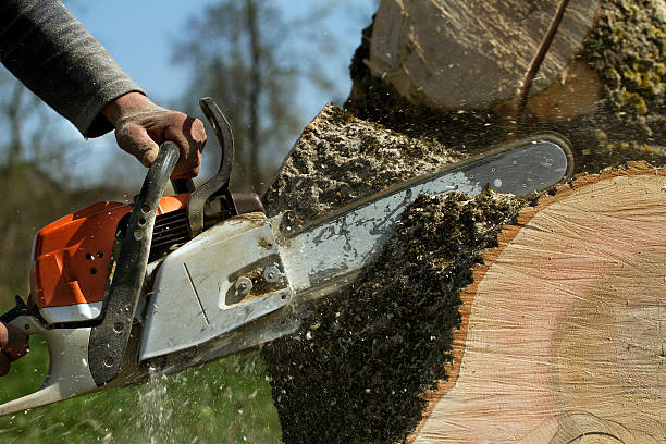 How Our Tree Care Process Works  in  Little Canada, MN